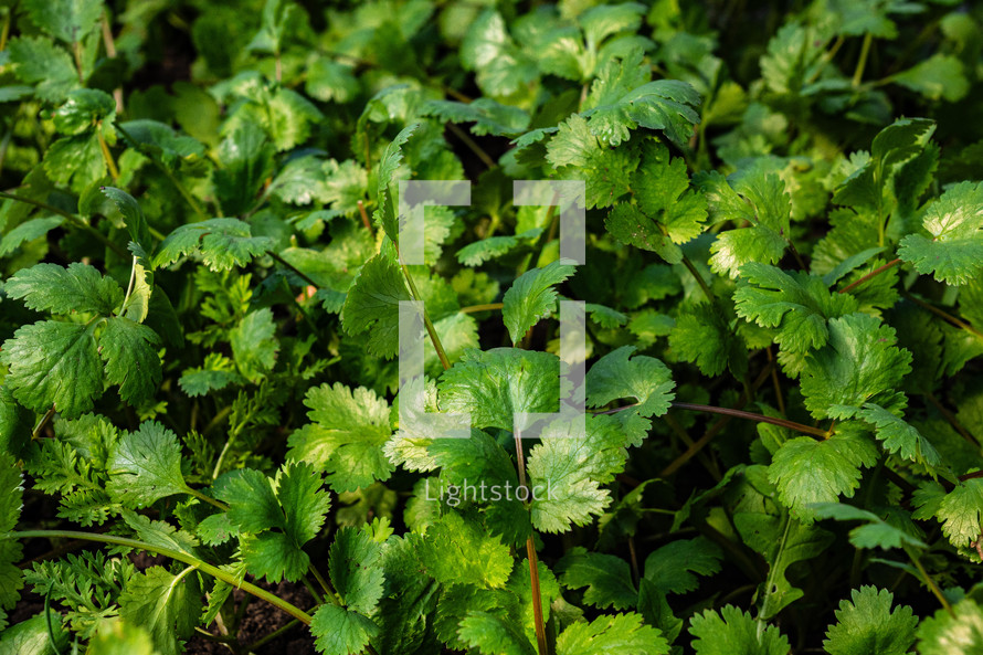 Young cilantro plants in soil, plantation in country garden. Growing coriander, vegetables, edible greens. Beginning of spring season, field, agriculture concept. High quality