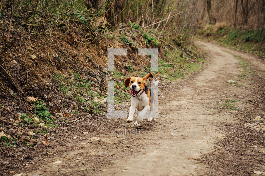 Cute Beagle Running, Hunting on Country Nature, Outside City, Fresh Spring Grass. Beautiful Dog On Walk. High quality photo