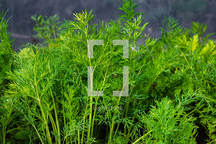 Young dill plants in soil, plantation in country garden. Growing fennel, vegetables, edible greens. Beginning of spring season, field, agriculture concept. High quality