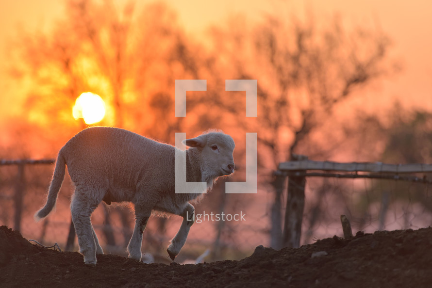 newborn sheep 
