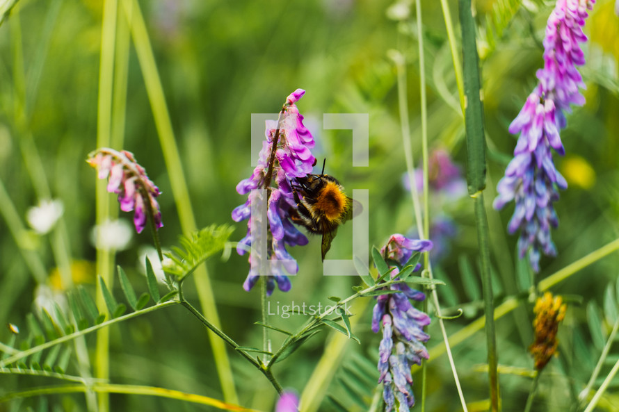 bee on purple summer flowers 