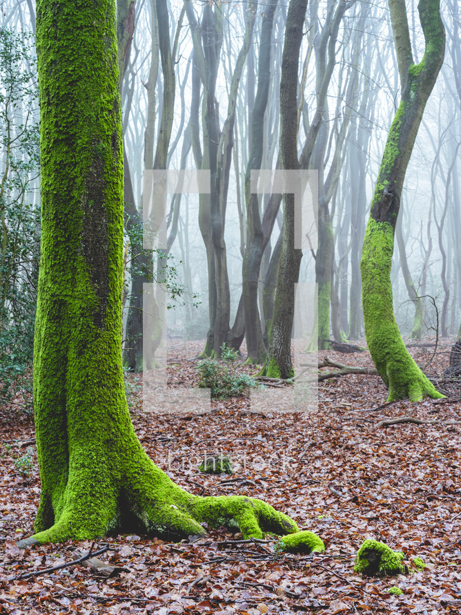 Foggy day in the forest in The Netherlands, Speulderbos Veluwe.	