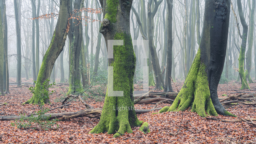 Foggy day in the forest in The Netherlands, Speulderbos Veluwe.	