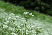 White flowers in alpine meadow 