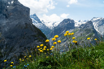 Switzerland Alpine Meadow Landscape with Yellow Flowers