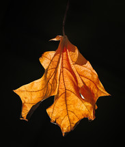 Orange leaf on a black background