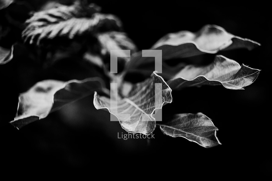 leaves in black and white 