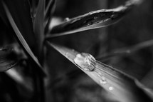 water droplet on a blade of grass 