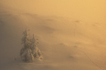Tree in Winter Mist in Ciucas Mountains, Romania