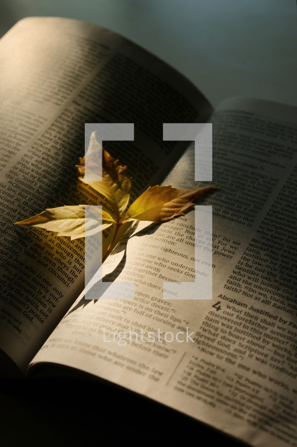 Fall leaf on Bible
