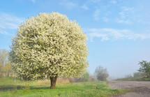 spring tree blossoming 