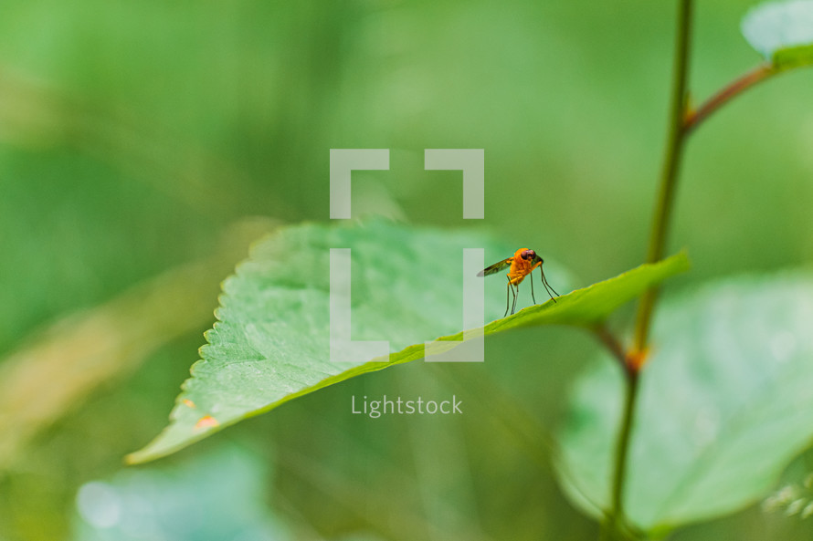 fly on a green leaf 