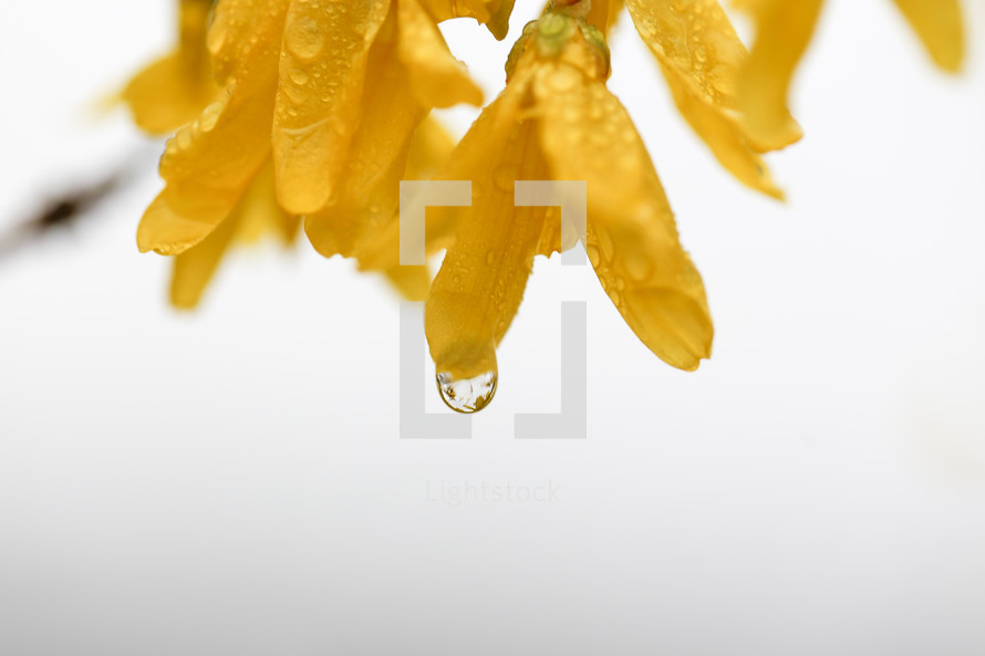 wet yellow flowers 