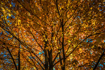 colorful autumn tree