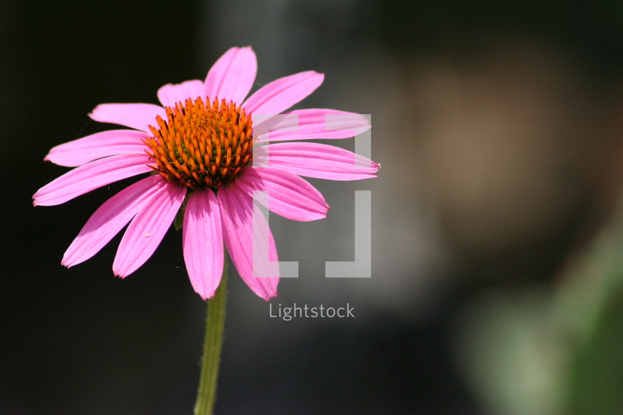 pink daisy 