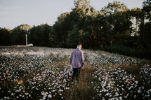 man walking through a field of cotton 