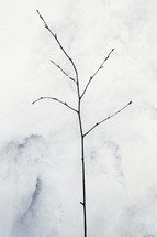 branch in the snow