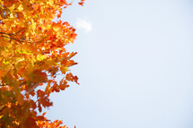 red, orange, and yellow fall leaves on a tree and a clear sky