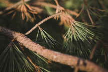 pine tree branch 