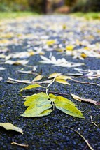 leaves on gravel 