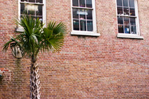 Palm tree against a brick wall