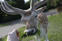 a young deer nibbling on a leaf 