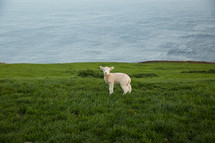 a lamb at the top of a green cliff along a shore line 