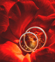 wedding bands in a red rose flower 