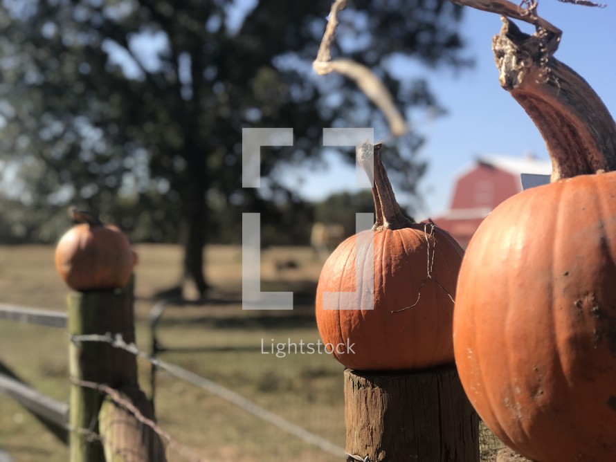 pumpkins on a fence post