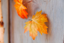 golden fall leaves on a wood background 