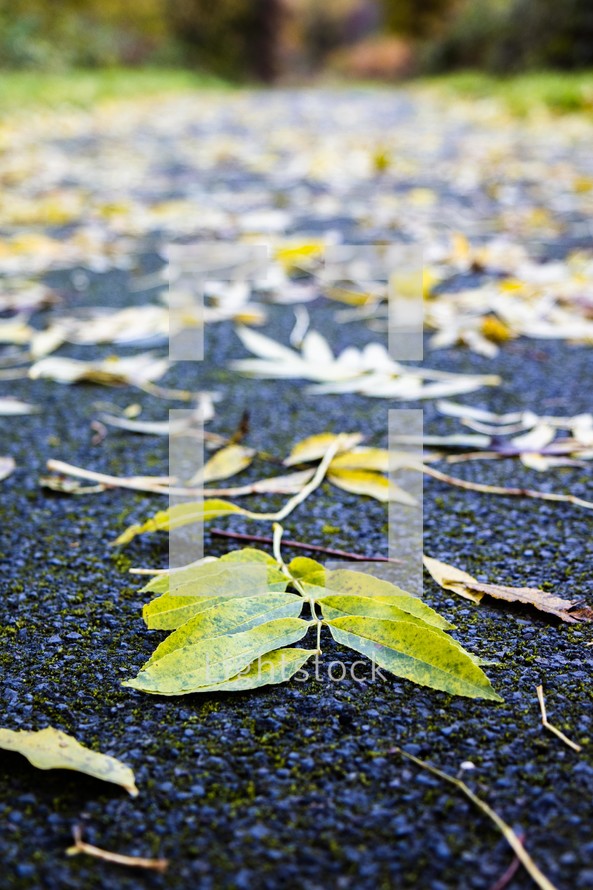 leaves on gravel 