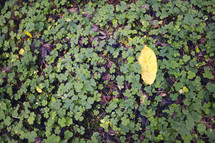 Leaf in a field of clover.
