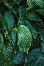 green plant leaves 