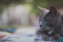 sleepy gray cat 