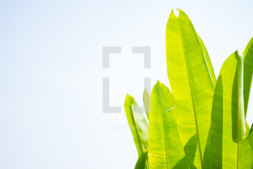 tropical green leaves on a white background 