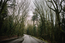bare trees along a wet road 