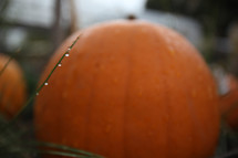 dew on a blade of grass and an orange pumpkin 