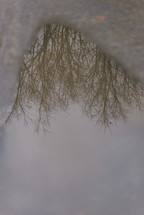 reflection of winter trees in a puddle 