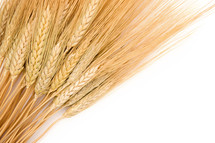 wheat grains 
