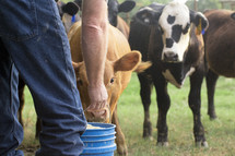 farmer feeding cows 