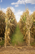 rows of corn stalks 