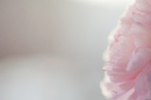 pink flower closeup 
