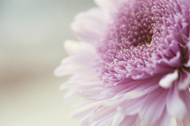 closeup of a pretty pink flower.
