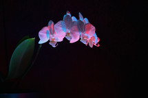 pink orchid against a black background 