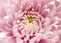 pink flower closeup 