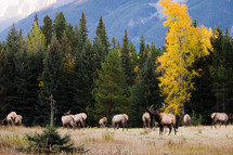 elk in a field 