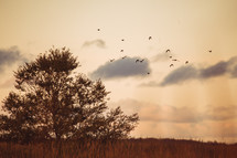 birds flying over a field 