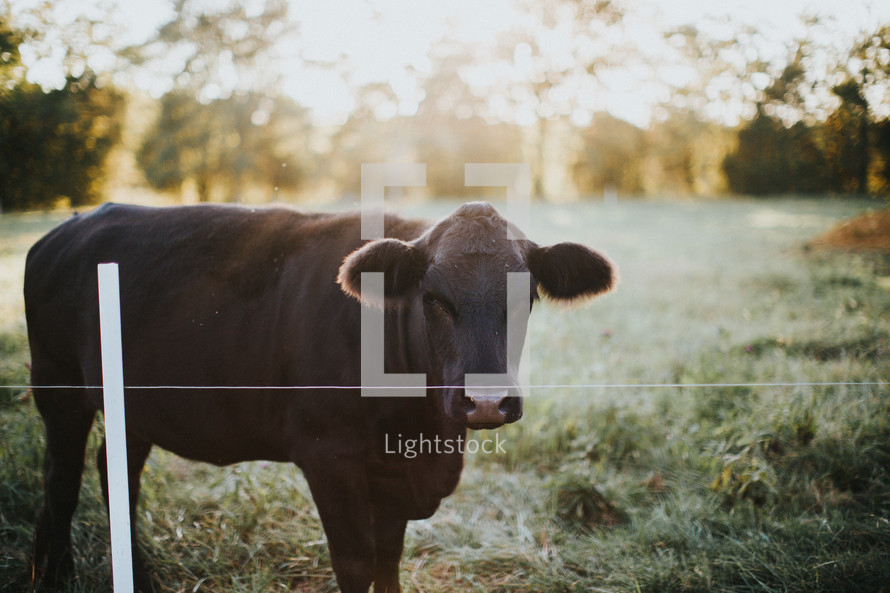 cow in a pasture 