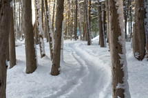 path through snow in a forest 