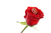rings on a red rose 